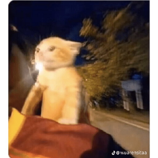 Gatos xd 2