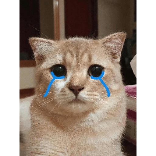 Gatitos sad 17