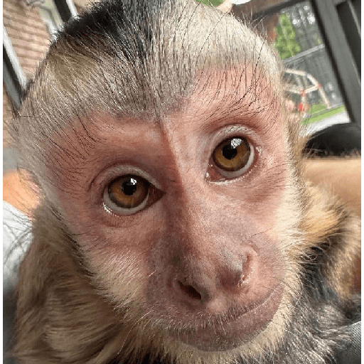 Monkeys monki macaquinhos 9 22