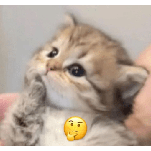 Kucing 4