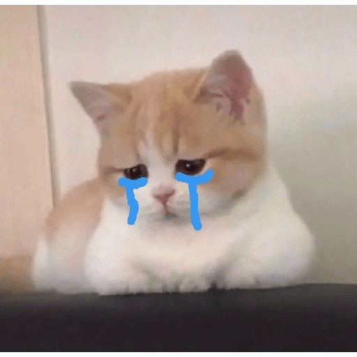 Gatitos sad 10