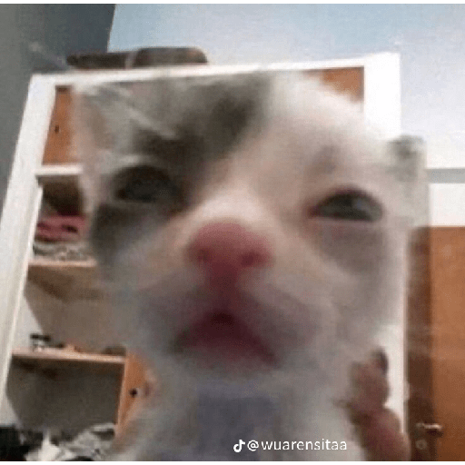 Gatos xd 9