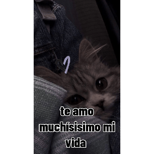 Gatitos tiernos 7