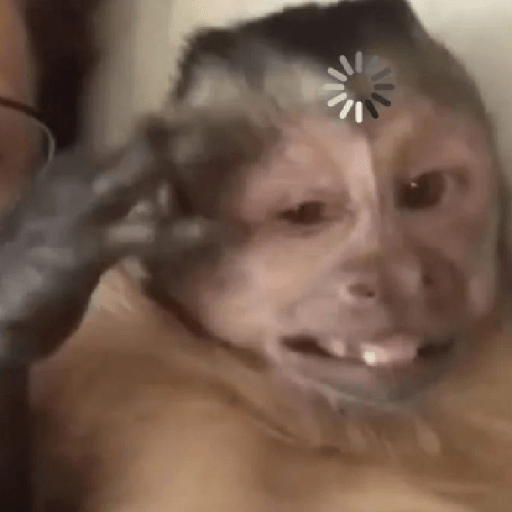 Monkeys monki macaquinhos 9 27
