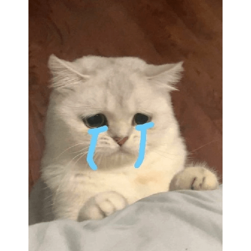 Gatitos sad 8