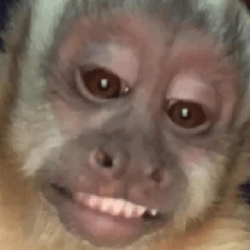 Monkeys monki macaquinhos 9 23