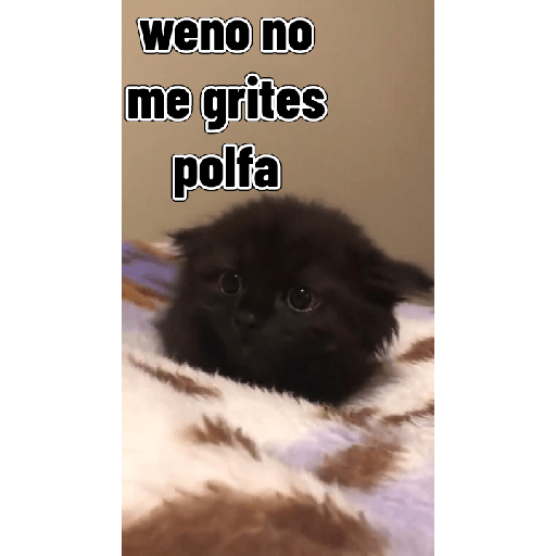 Gatitos tiernos 3