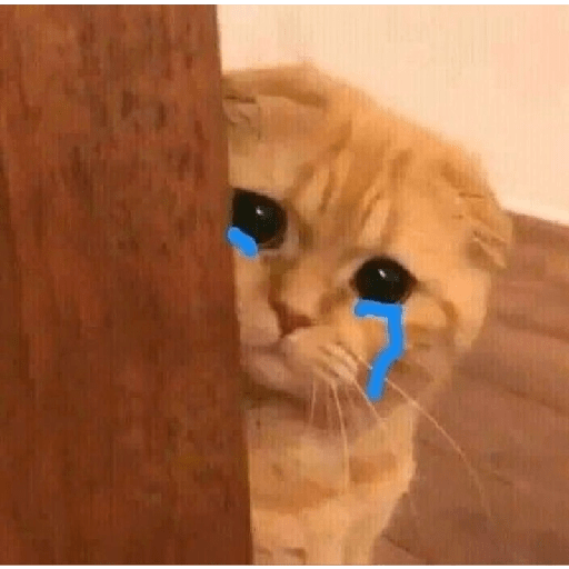 Gatitos sad 5