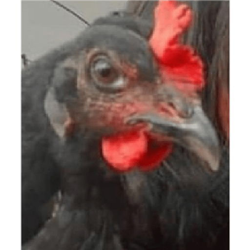 Aleatório 3