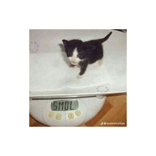 Gatos xd 4