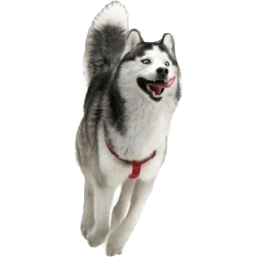 Perritos 7