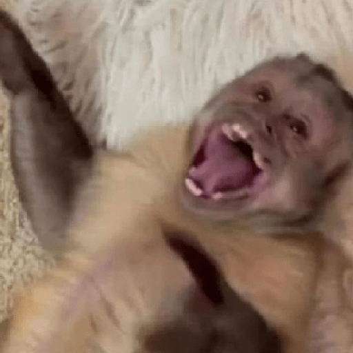 Monkeys monki macaquinhos 9 17