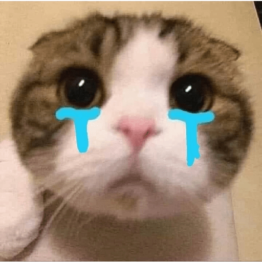 Gatitos sad 7