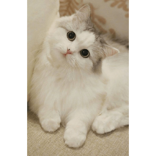 Gatitos tiernos 2
