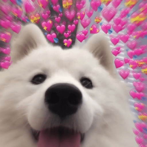Samoyed meme cute 13