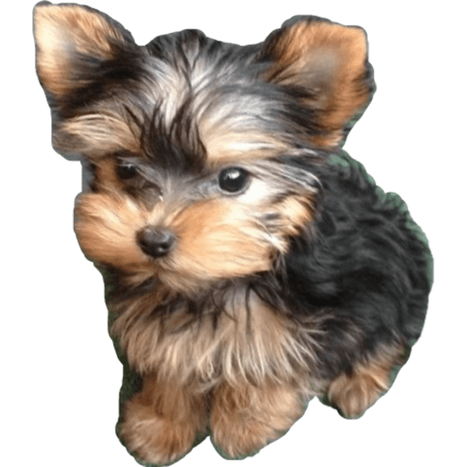 Perritos 6