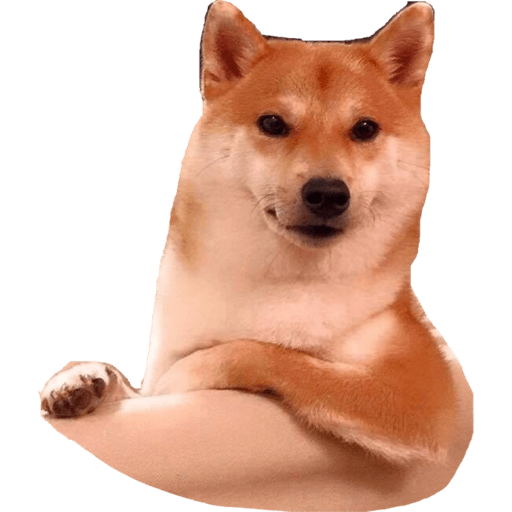 Perritos 12