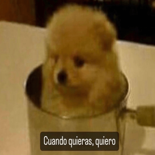 🐕•🐾Perritos🐾•🐕 6