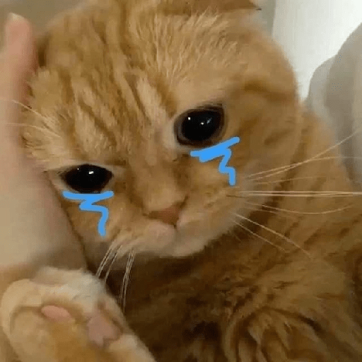 Gatitos sad 3