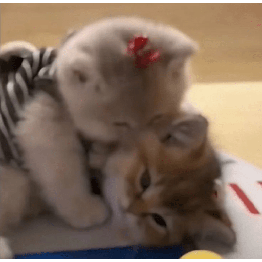 Kucing 10
