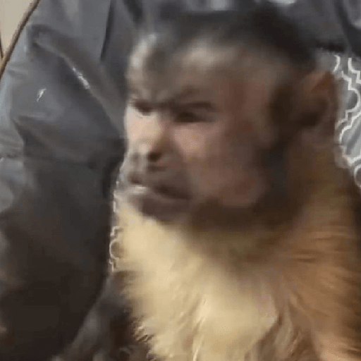 Monkeys monki macaquinhos 9 16