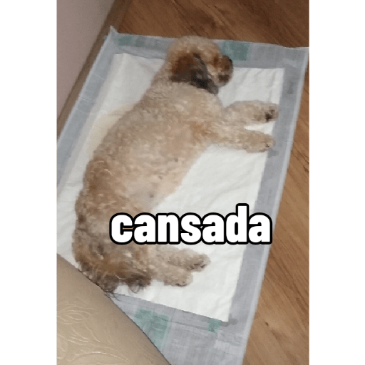 Bella It papai 4