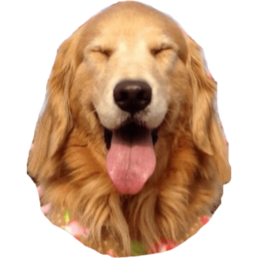 Perritos 14