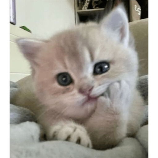 Kucing 9