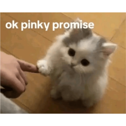 Kucing 8