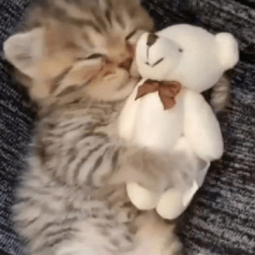 Kucing 7