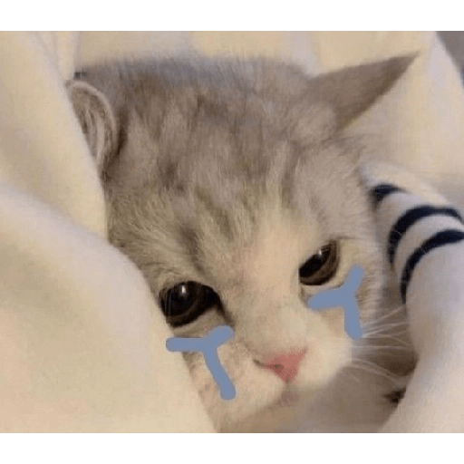 Gatitos sad 12
