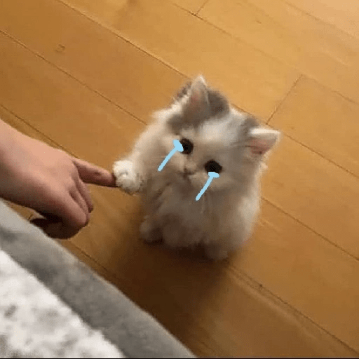 Gatitos sad 9