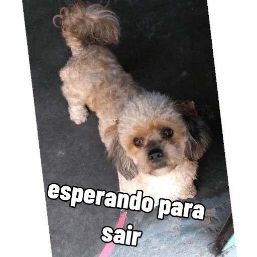 Bella It papai 5