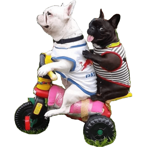 Perritos 20