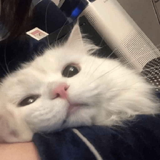Gatinhos fofos  1