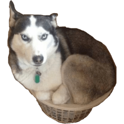 Perritos 8