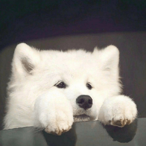 Samoyed meme cute 18