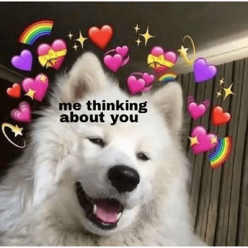 Samoyed meme cute 16