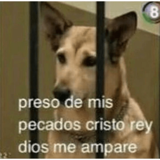 Animalillos Chidos🙈 9