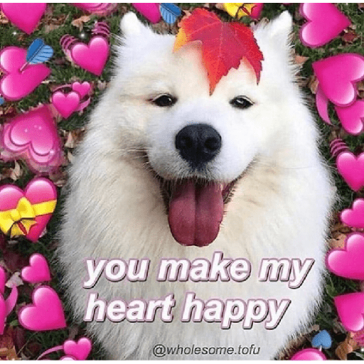 Samoyed meme cute 15