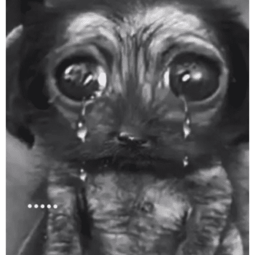 Perrito con lentes 10