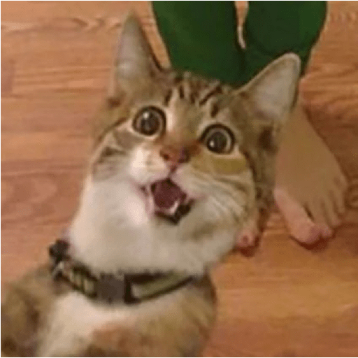Shook and scared cats 6