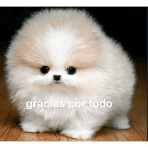 Perrito con lentes 7