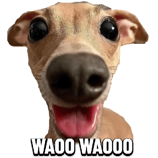 Animales graciosos 12