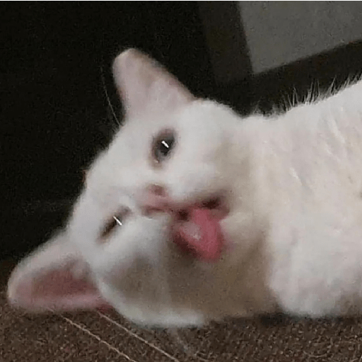 Shook and scared cats 4
