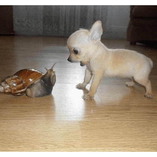 Perrito con lentes 8