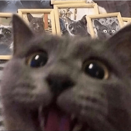 Shook and scared cats 1