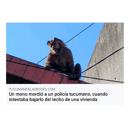 M o n k i 19