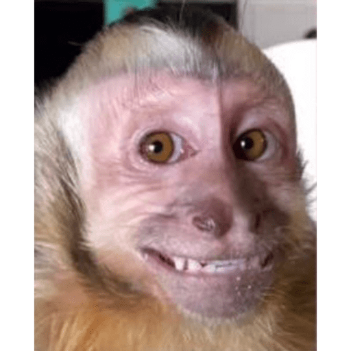 Aaaa 1