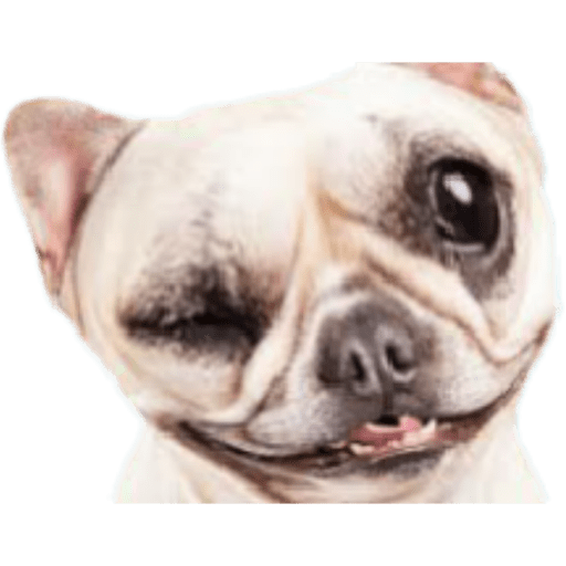 Animales graciosos 6